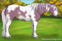 Horse Color:Gray Watercolor Silver Buckskin Splash Tobiano Frame Rabicano 