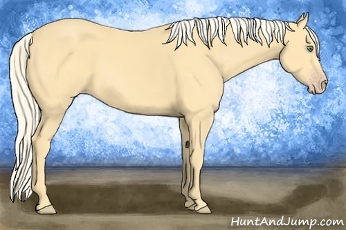Horse Color:Gold Cream Champagne Sabino