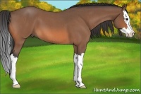 Horse Color:Bay Roan Splash 