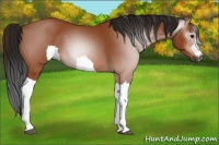 Horse Color:Gray Bay 