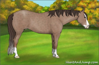 Horse Color:Classic Champagne Splash 