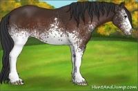 Horse Color:White Spotted Brown 
