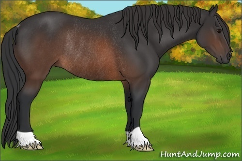 Horse Color: Brown Rabicano 