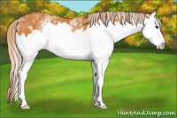Horse Color:White Spotted Chocolate Palomino Splash 