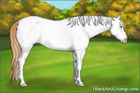 Horse Color:White Spotted Gold Champagne Frame 