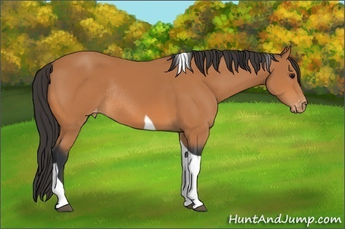 Horse Color:Bay Tobiano Varnish Rabicano 