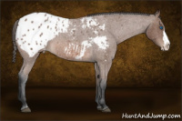 Horse Color:Bay Roan Splash Appaloosa 