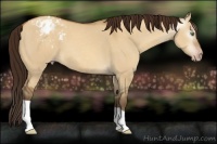Horse Color:Gray Amber Champagne Dun Appaloosa 