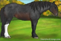 Horse Color:Brown Appaloosa 