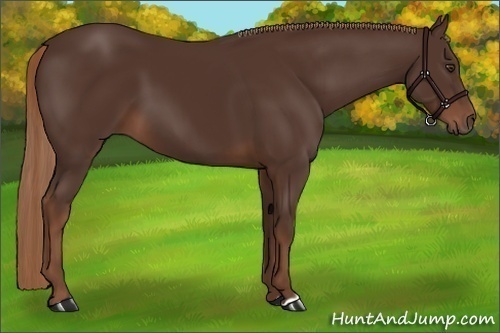 Horse Color:Liver Chestnut 