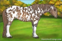 Horse Color:Buckskin Near Leopard 