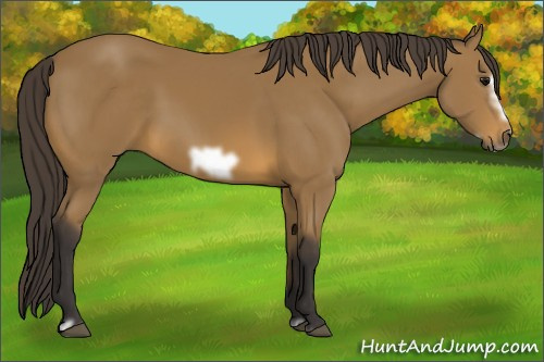 Horse Color:Buckskin Frame 