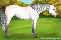 Horse Color:Gray Buckskin 