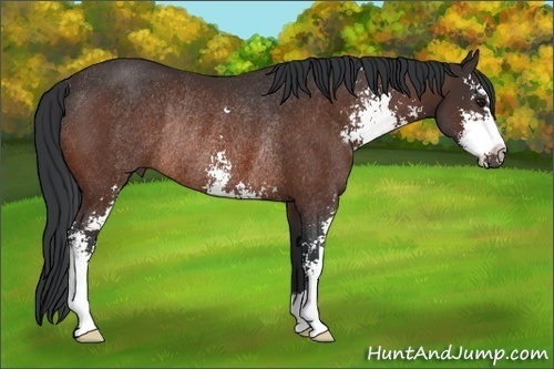 Horse Color: Bay Sabino Rabicano 