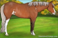 Horse Color:Silver Bay Sabino Rabicano 