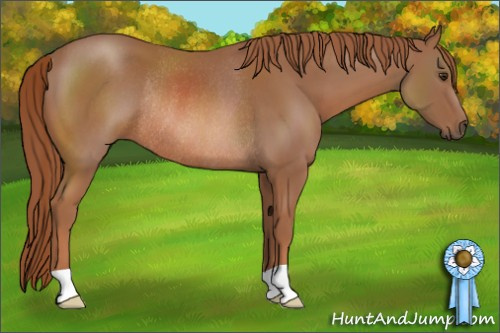 Horse Color: Liver Chestnut Rabicano 