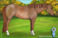 Horse Color:Liver Chestnut Rabicano 