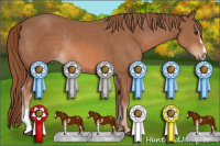 Horse Color:Chestnut Sabino Rabicano