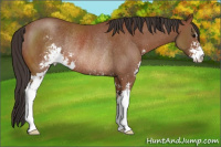 Horse Color:Bay Sabino Rabicano 