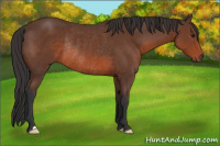 Horse Color:Brown Rabicano 