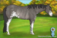 Horse Color:Black Sabino Rabicano