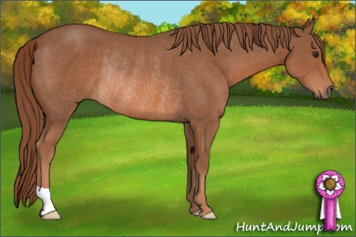 Horse Color: Chestnut Rabicano 