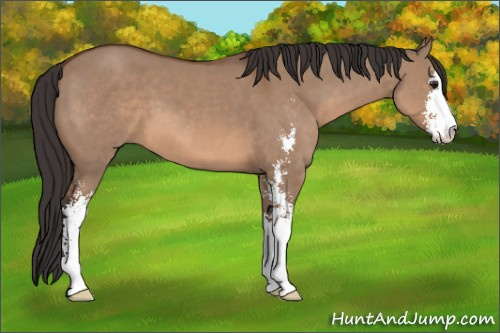 Horse Color: Bay Dun Sabino 