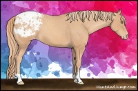Horse Color:Gold Champagne Appaloosa 