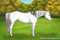 Horse Color:Smoky Blue Roan Appaloosa