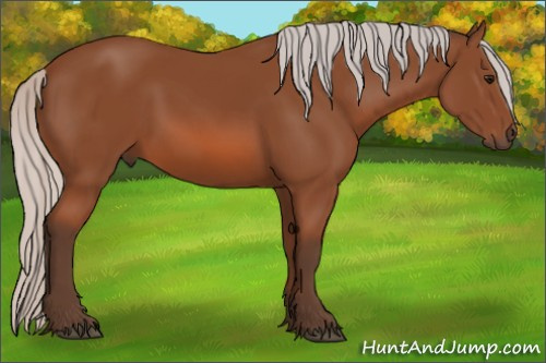 Horse Color:Silver Bay Rabicano 