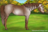 Horse Color:Gray Chestnut 