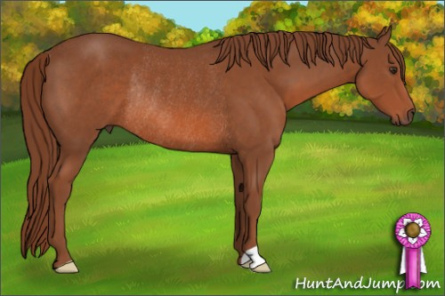 Horse Color: Liver Chestnut Rabicano 