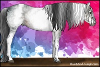 Horse Color:Gray White Spotted Brown Ice Rabicano