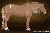 Horse Color:Chestnut Sabino Appaloosa