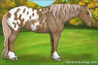 Horse Color:Chocolate Palomino Appaloosa 