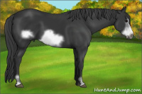 Horse Color:Black Sabino Frame
