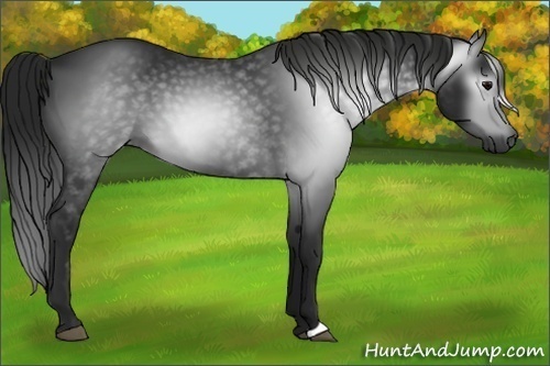 Horse Color:Gray Black 