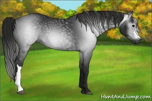 Horse Color:Gray Black 