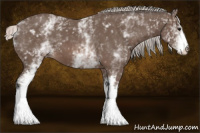 Horse Color:White Spotted Silver Black 