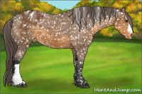 Horse Color:Buckskin Blanket 