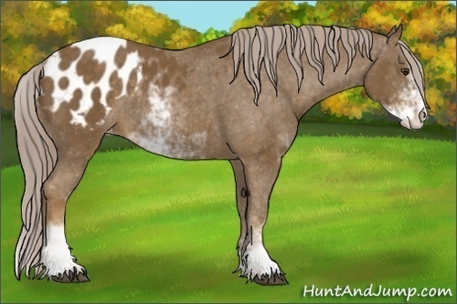 Horse Color:Chocolate Palomino Sabino Blanket Rabicano