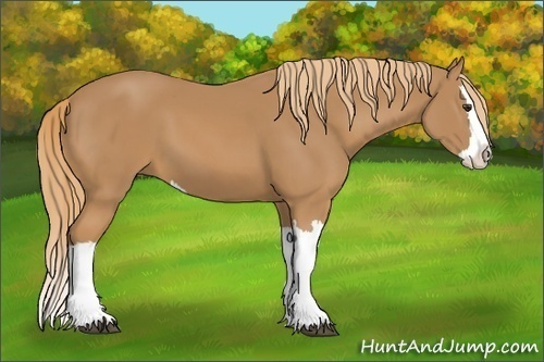 Horse Color:Chestnut Splash 