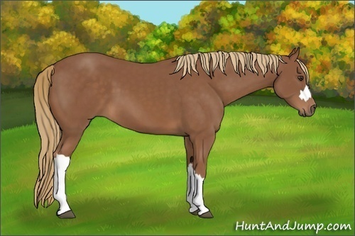 Horse Color:Chestnut 