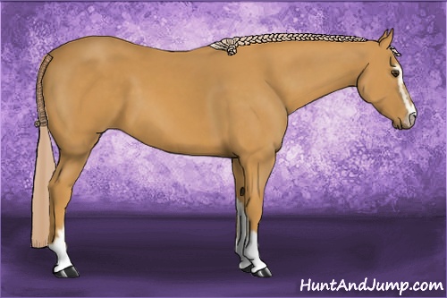Horse Color: Palomino Sabino 
