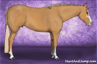 Horse Color:Palomino Sabino