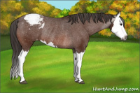 Horse Color:Gray Bay Splash Appaloosa Rabicano 