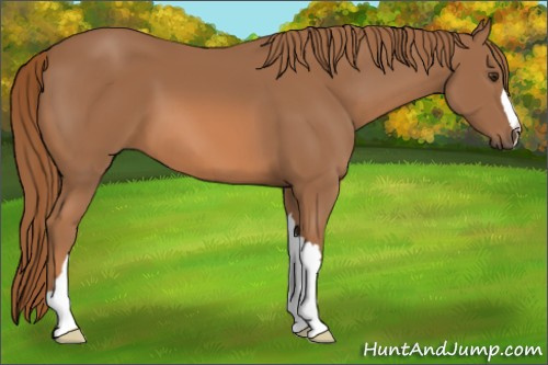 Horse Color: Chestnut 