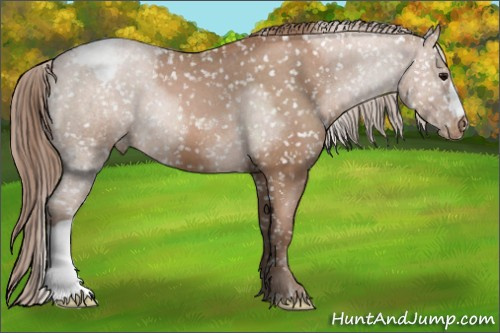 Horse Color: Black Pearl Snowcap 