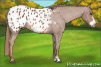 Horse Color:Red Roan Frame Appaloosa Rabicano 
