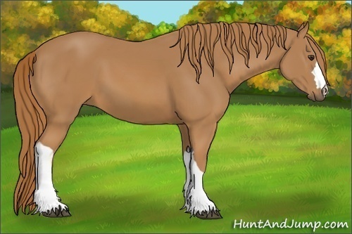 Horse Color: Chestnut 